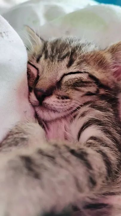 Doação gato adoção responsável  - Foto 5