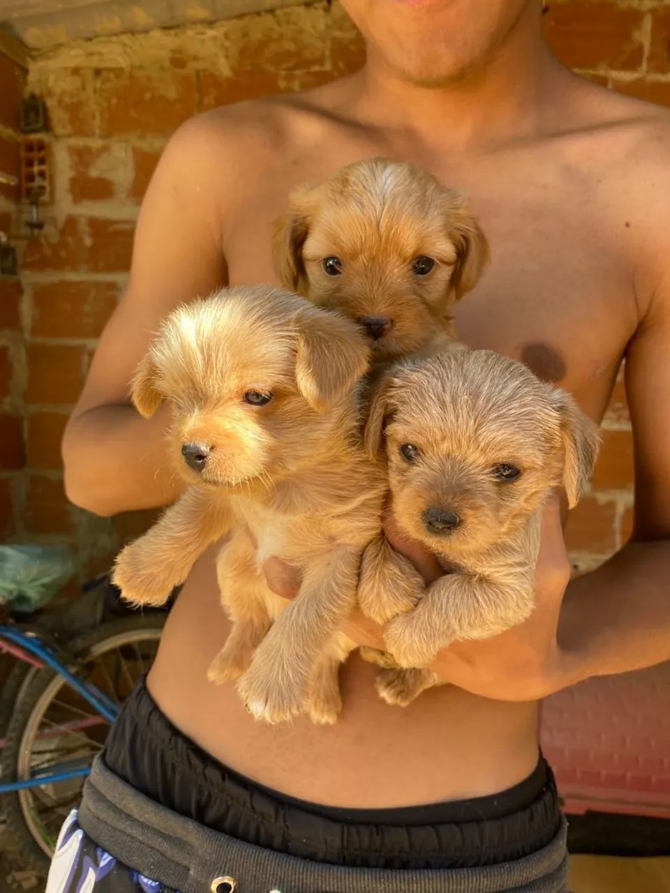 Lindos filhotes de Yorkshire Terrier com raça pequena