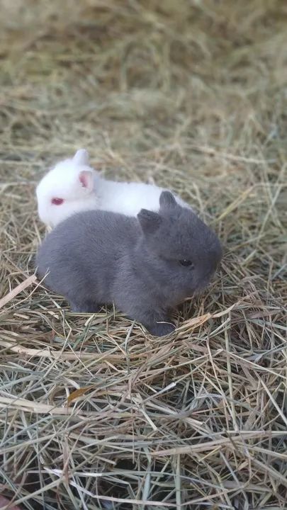 Mini Coelho netherland  - Foto 2