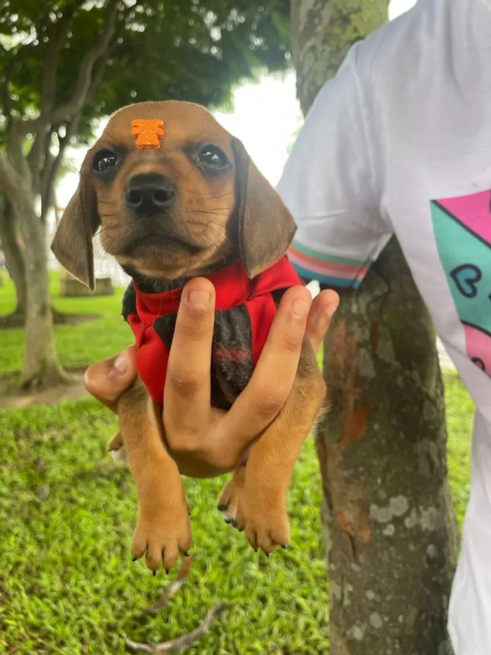 Filhote de Dachshund