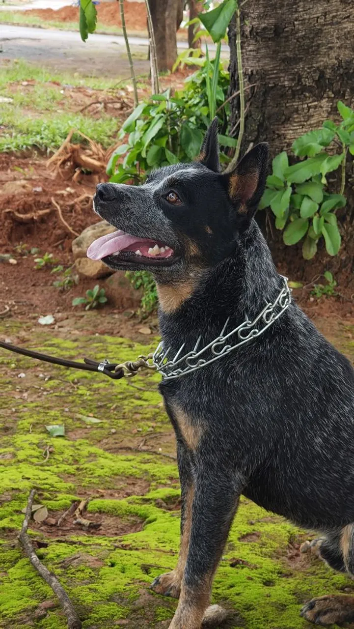 Cobertura  boiadeiro Australian Cattle Dog