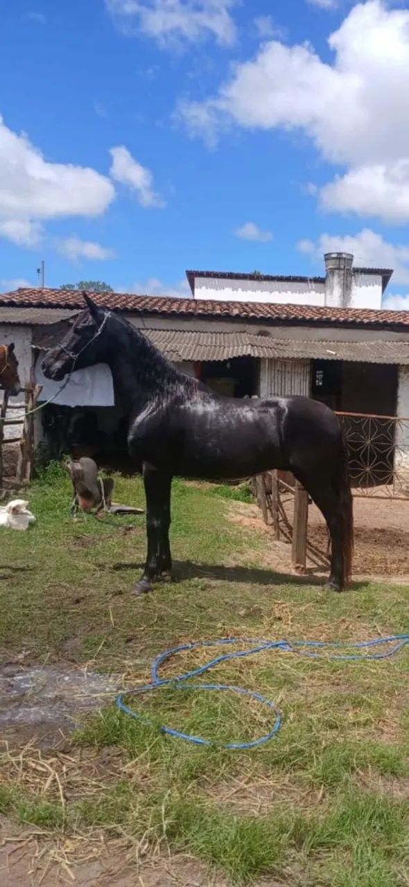 CAVALO PRETO MANGALARGA MARCHA PICADA. 