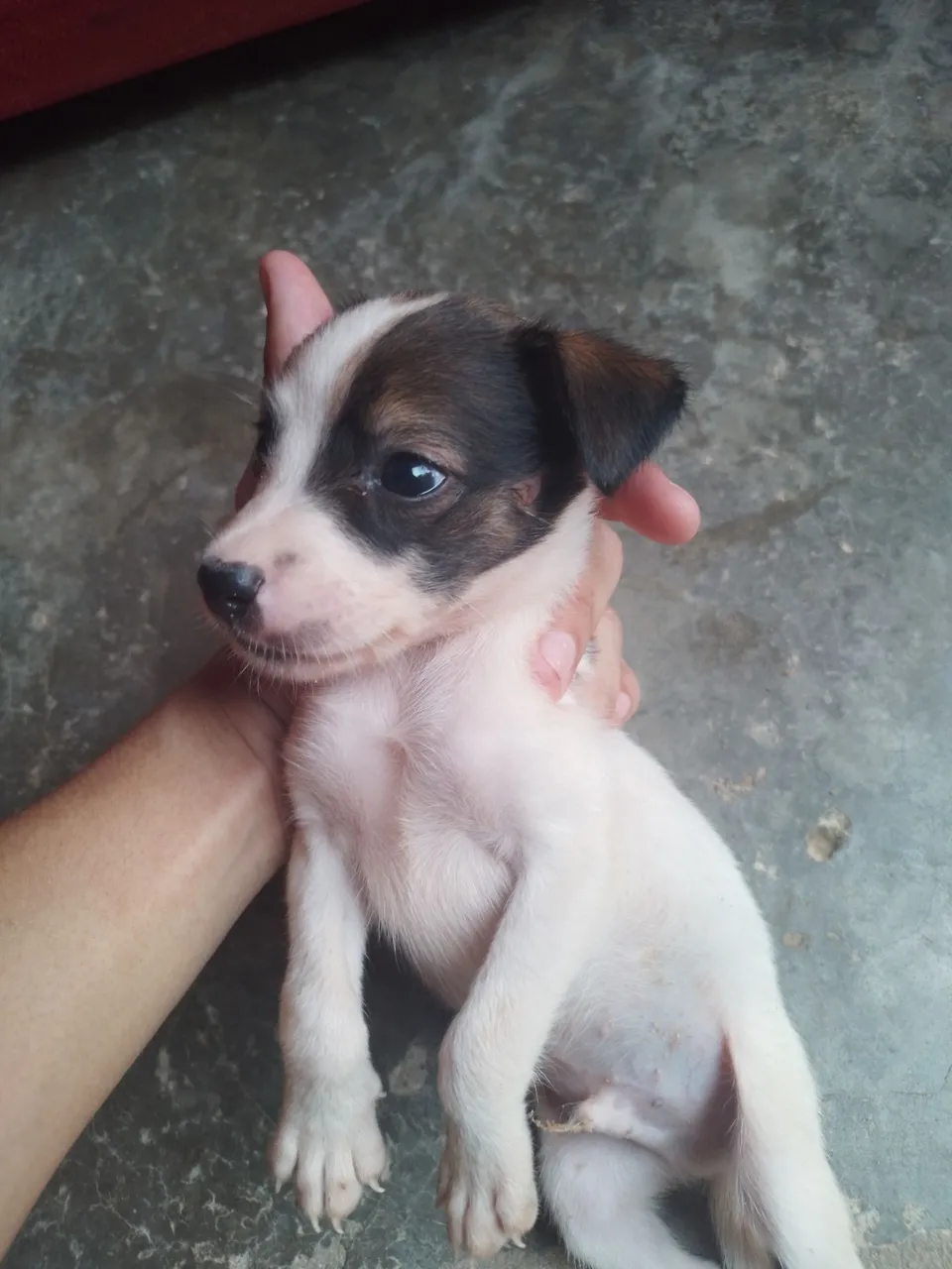 Cachorrinhos 