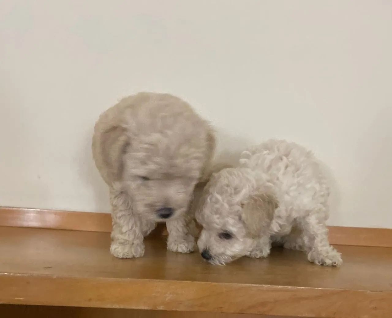 Poodle Toy  - Foto 3