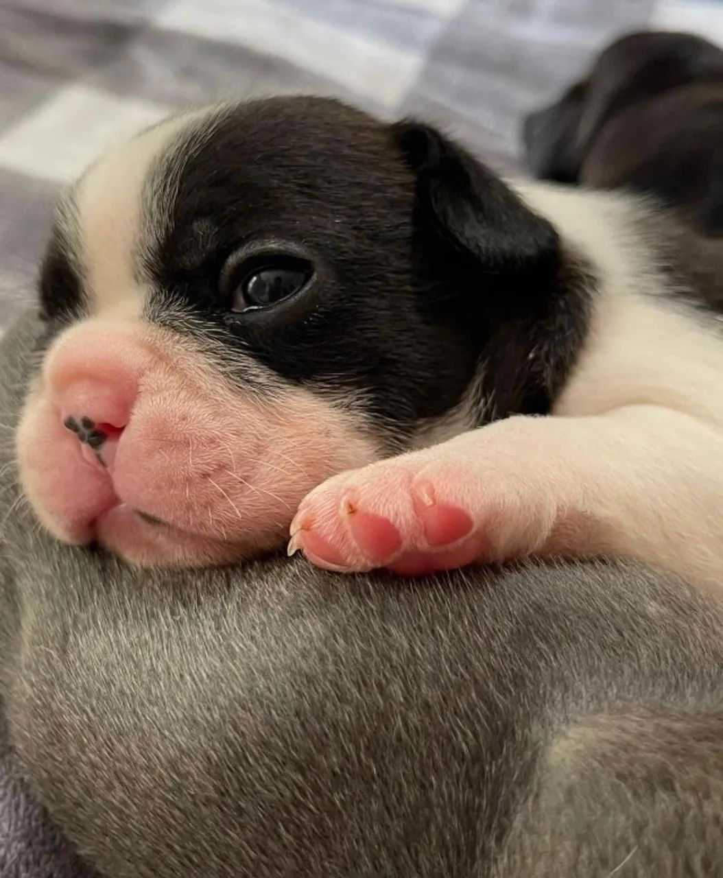 O charme inconfundível do Bulldog Francês