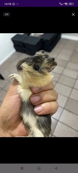 Porquinho da índia  - Foto 2