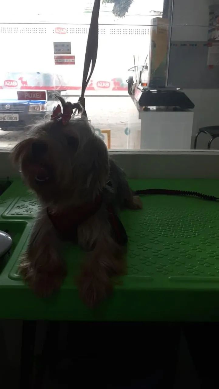 Yorkshire Terrier Filhotes - Foto 5