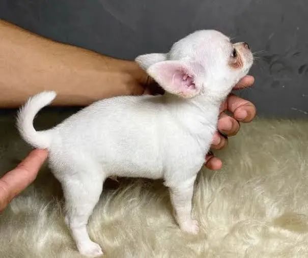 Chihuahua Fêmea com Pedigree CBKC - Foto 2