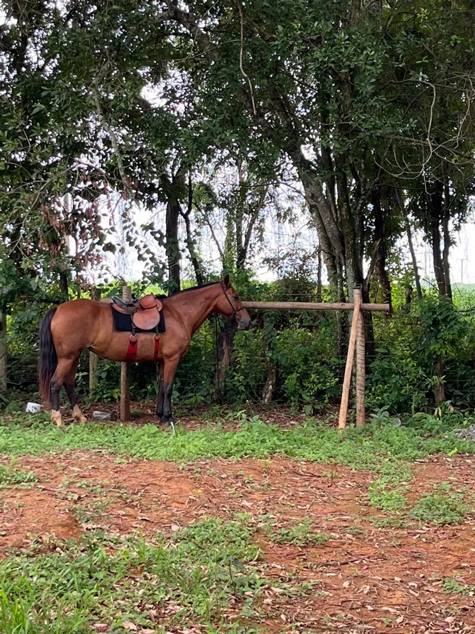 Égua MM filha de cavalo registrado  - Foto 3