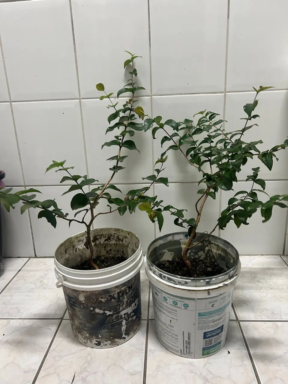 Muda de frutífera  - Foto 2