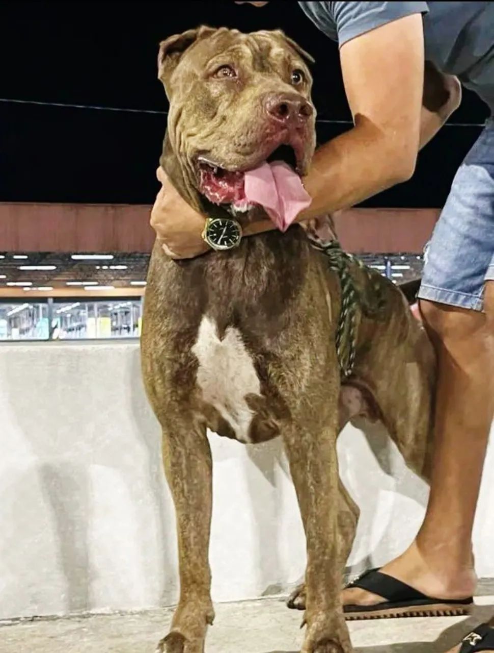 Pitbull forte e musculoso em busca de uma namorada 