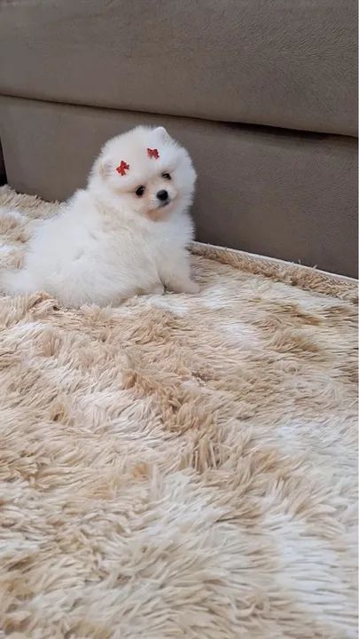 Filhote de Spitz Alemão - MICRO 