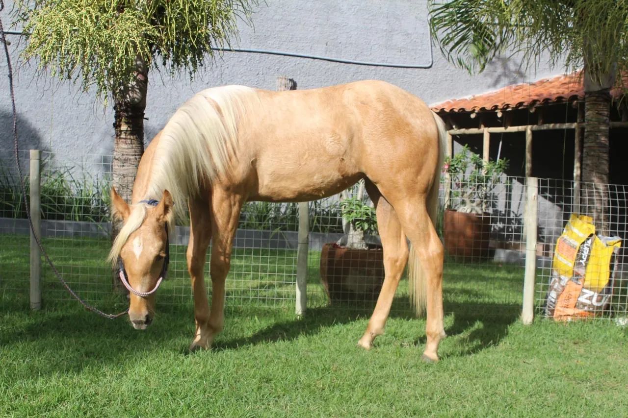 Potra Quarto de Milha Pura!  - Foto 4