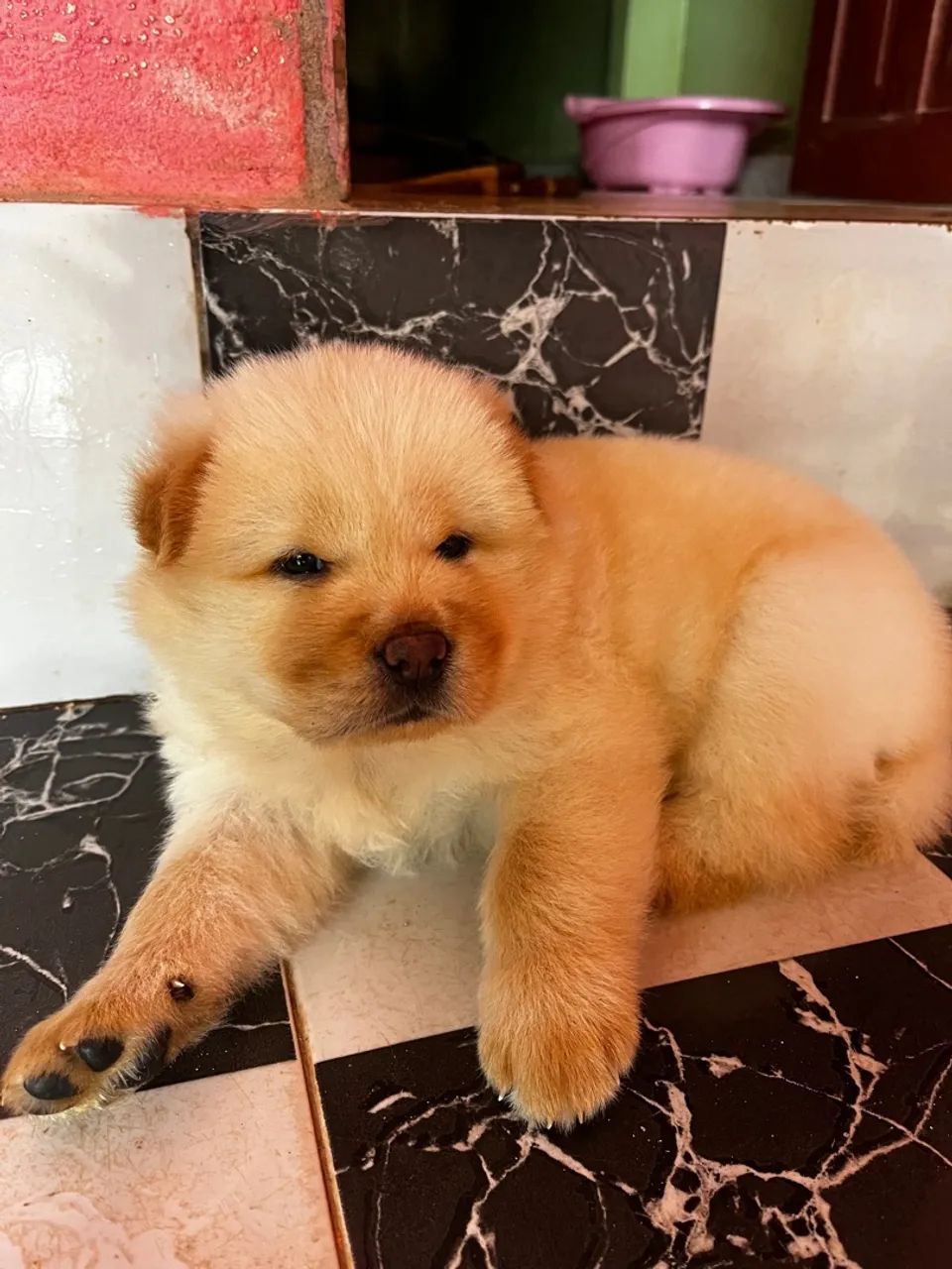 Filhote de Chow-Chow: Fofura e Companhia! Macho  - Foto 3