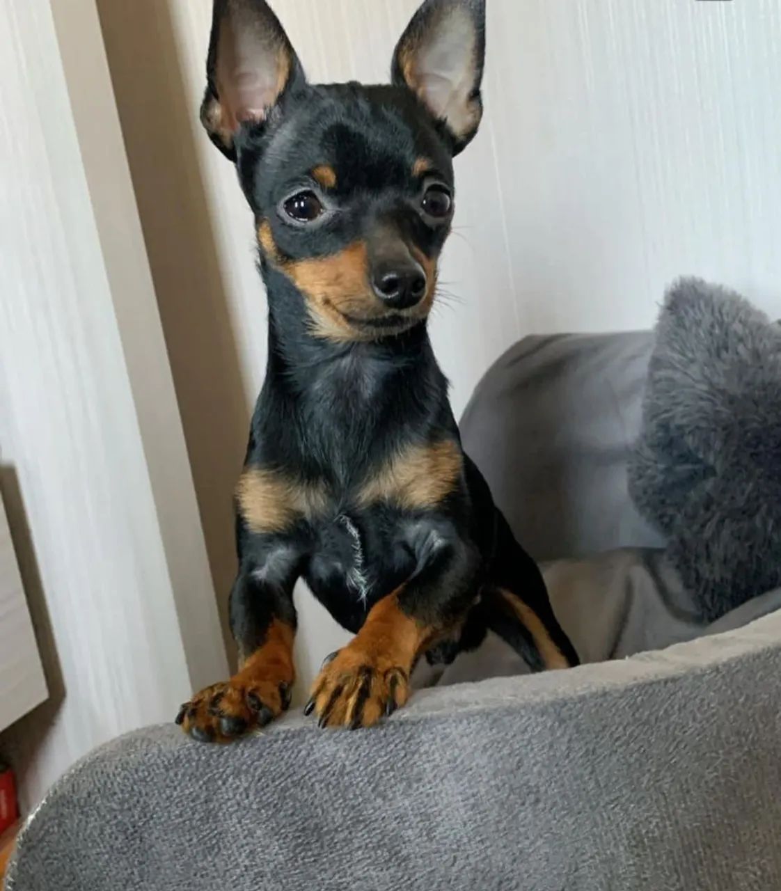 Filhote de Pinscher Miniatura
