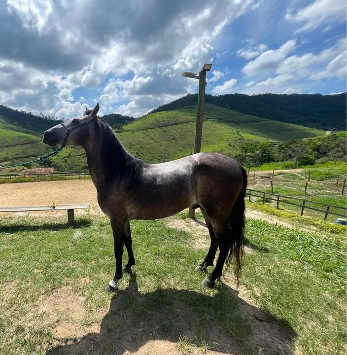 Cavalo Mangalarga Marchador Inteiro e Registrado - Foto 2