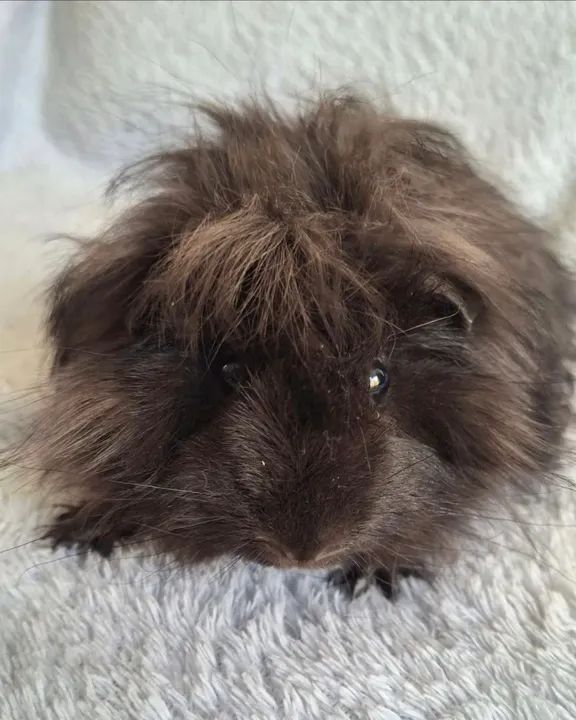 Porquinho da Índia Peruano  - Foto 2