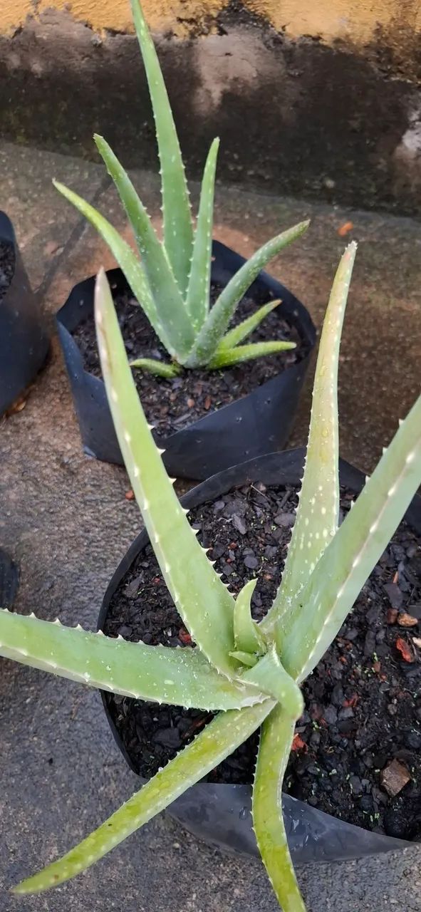Mudas de babosa (aloe vera) - Foto 5