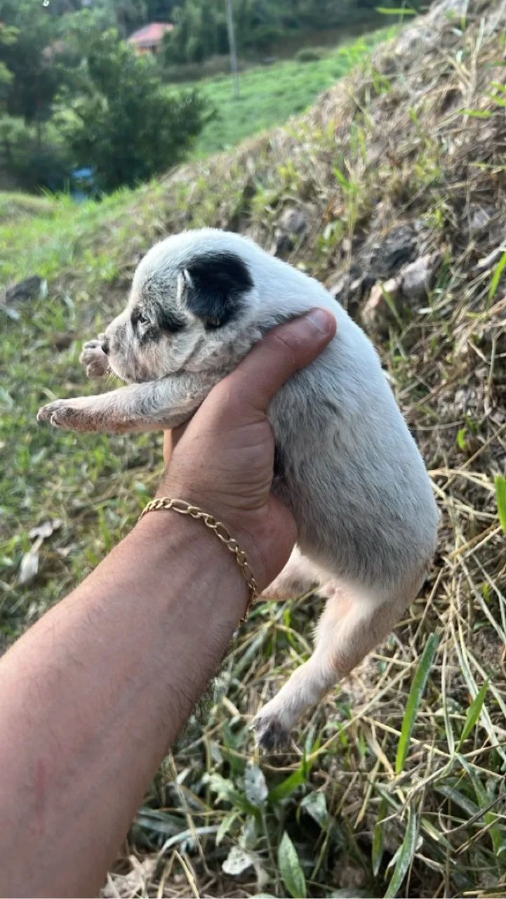 Filhotes de Blue heeler disponível para venda! - Foto 2