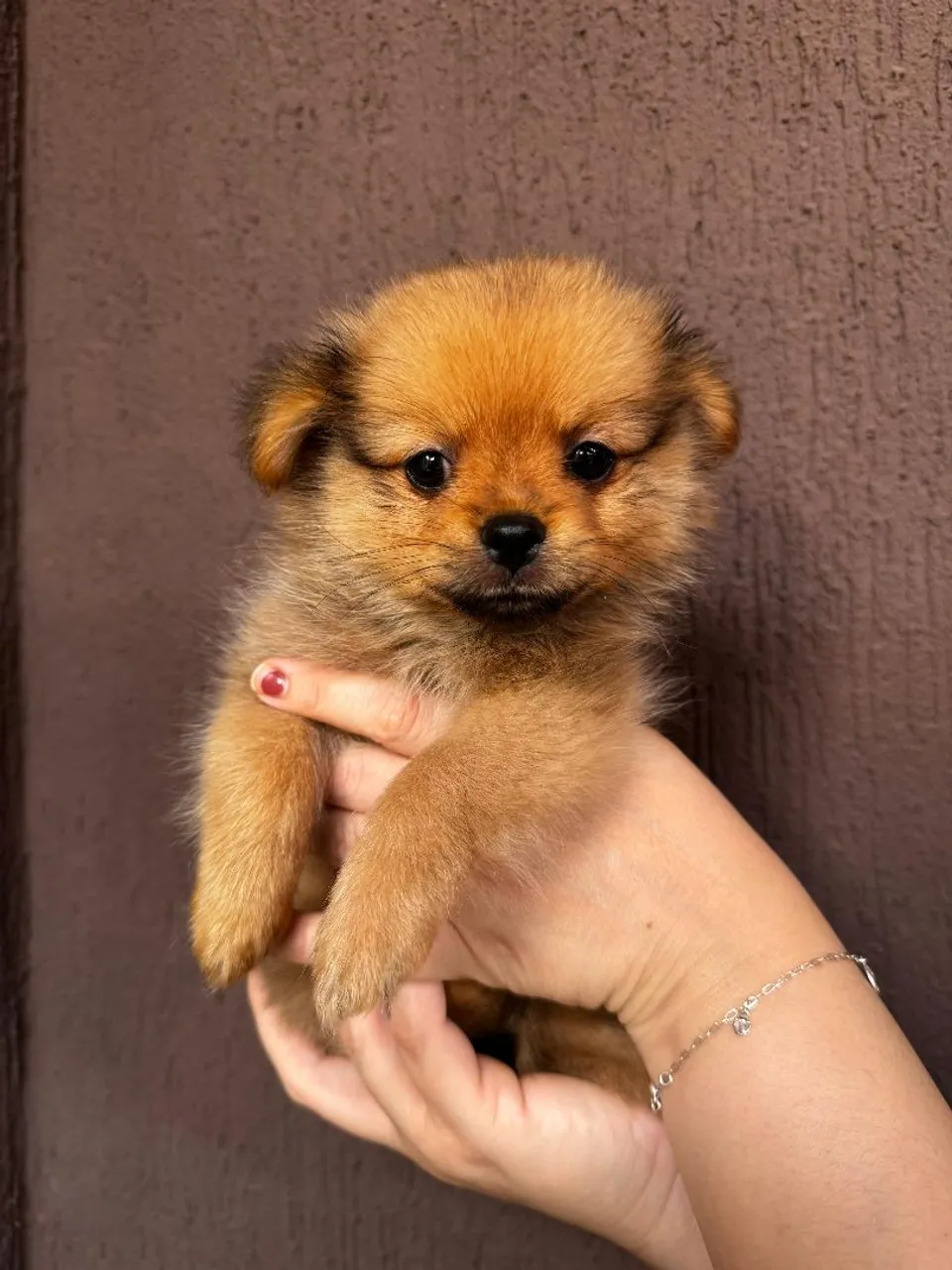 Filhote Spitz Alemão (Lulu da Pomerânia) disponível