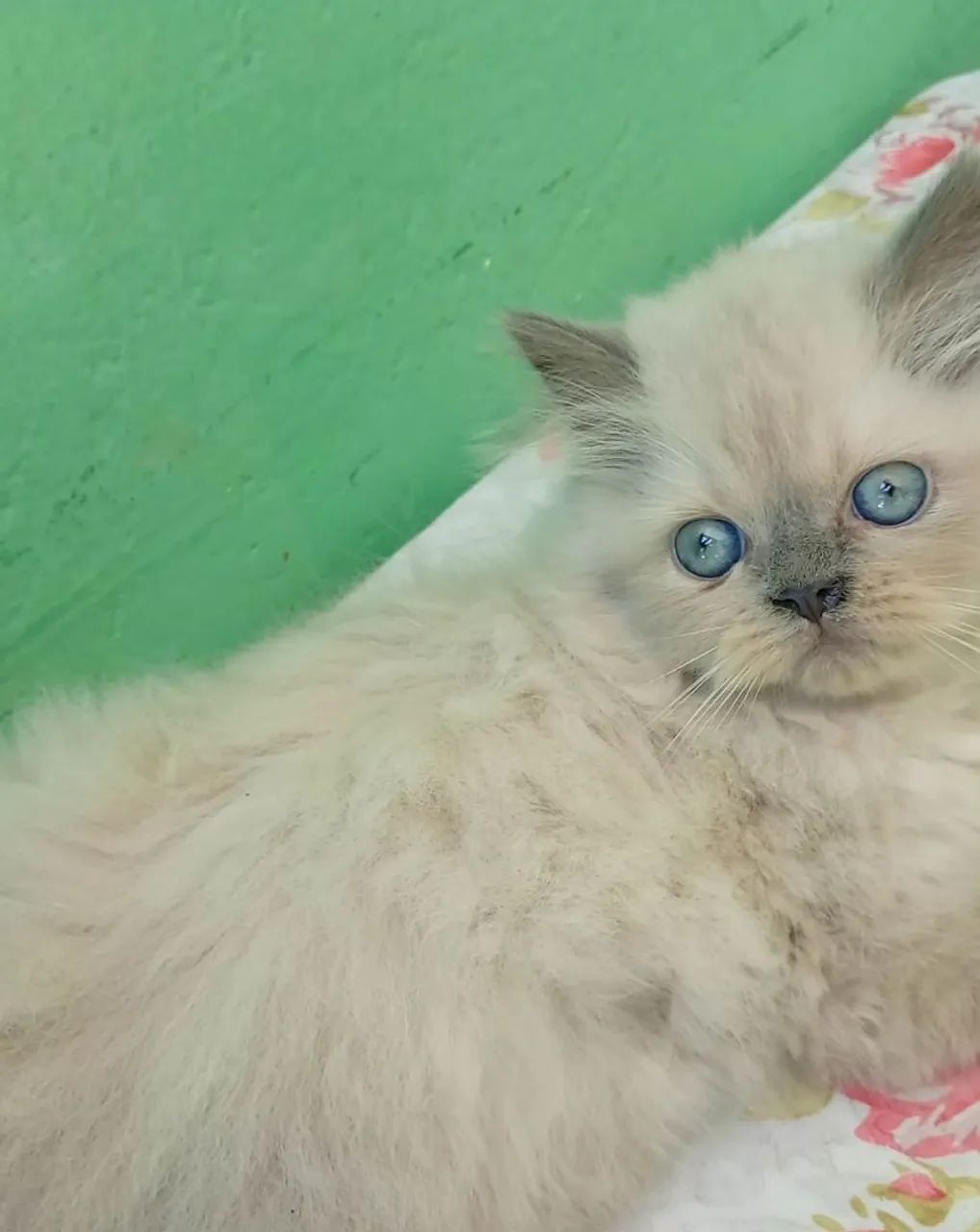 Filhote de gato persa