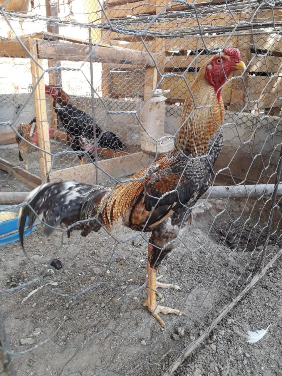 Passeadores para Galos  - Foto 2