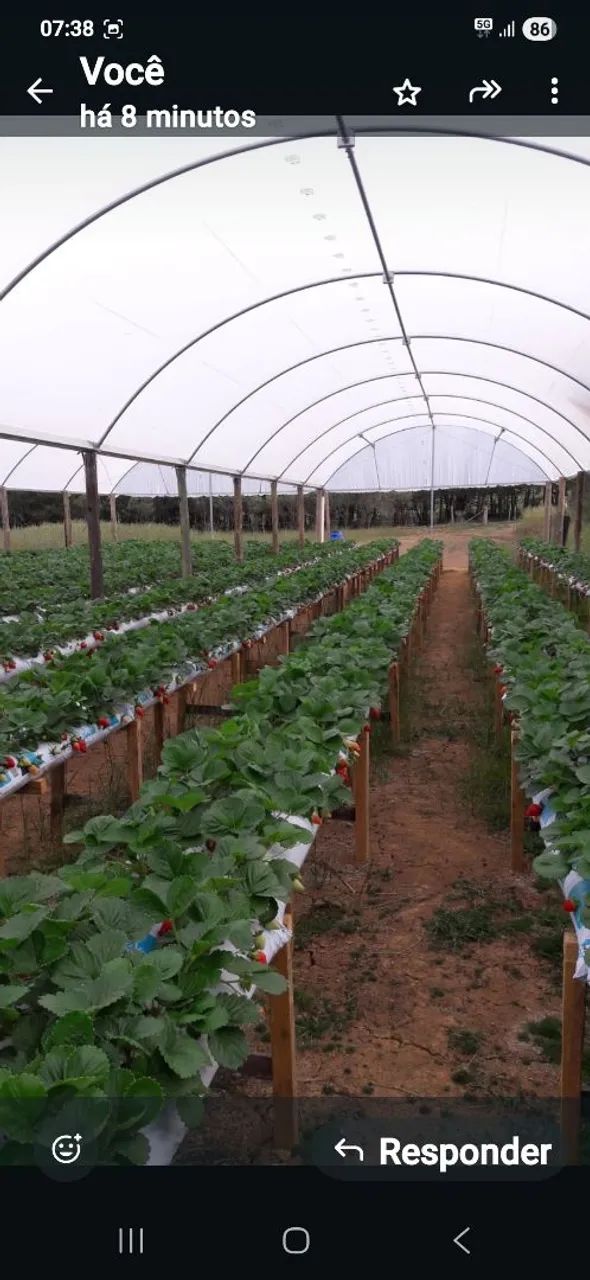 ESTUFA AGRÍCOLA