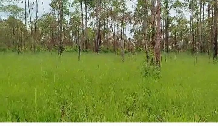 SITIO EM /CAMPO ALTOS - Foto 5