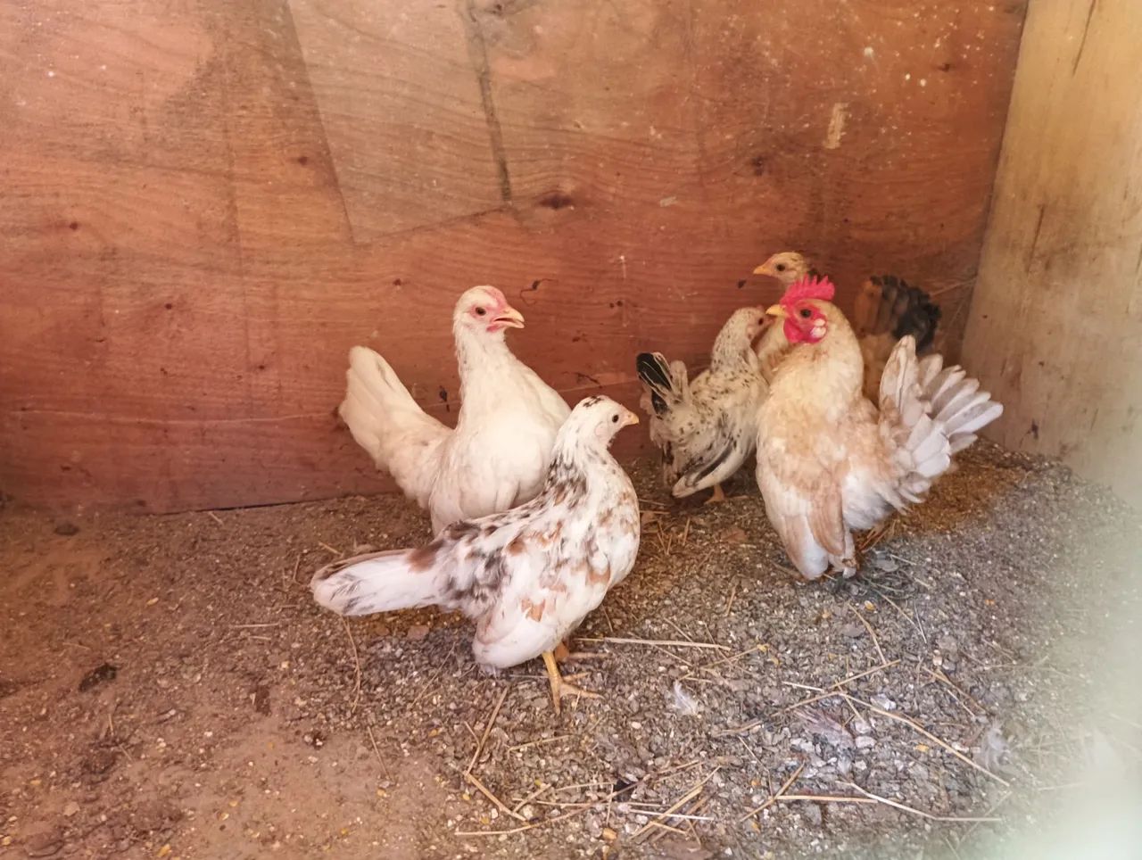 Galinhas Seramas  - Foto 2