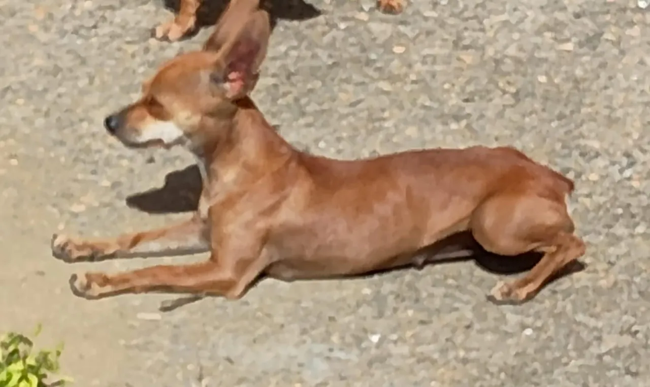 Pinscher 0 femia