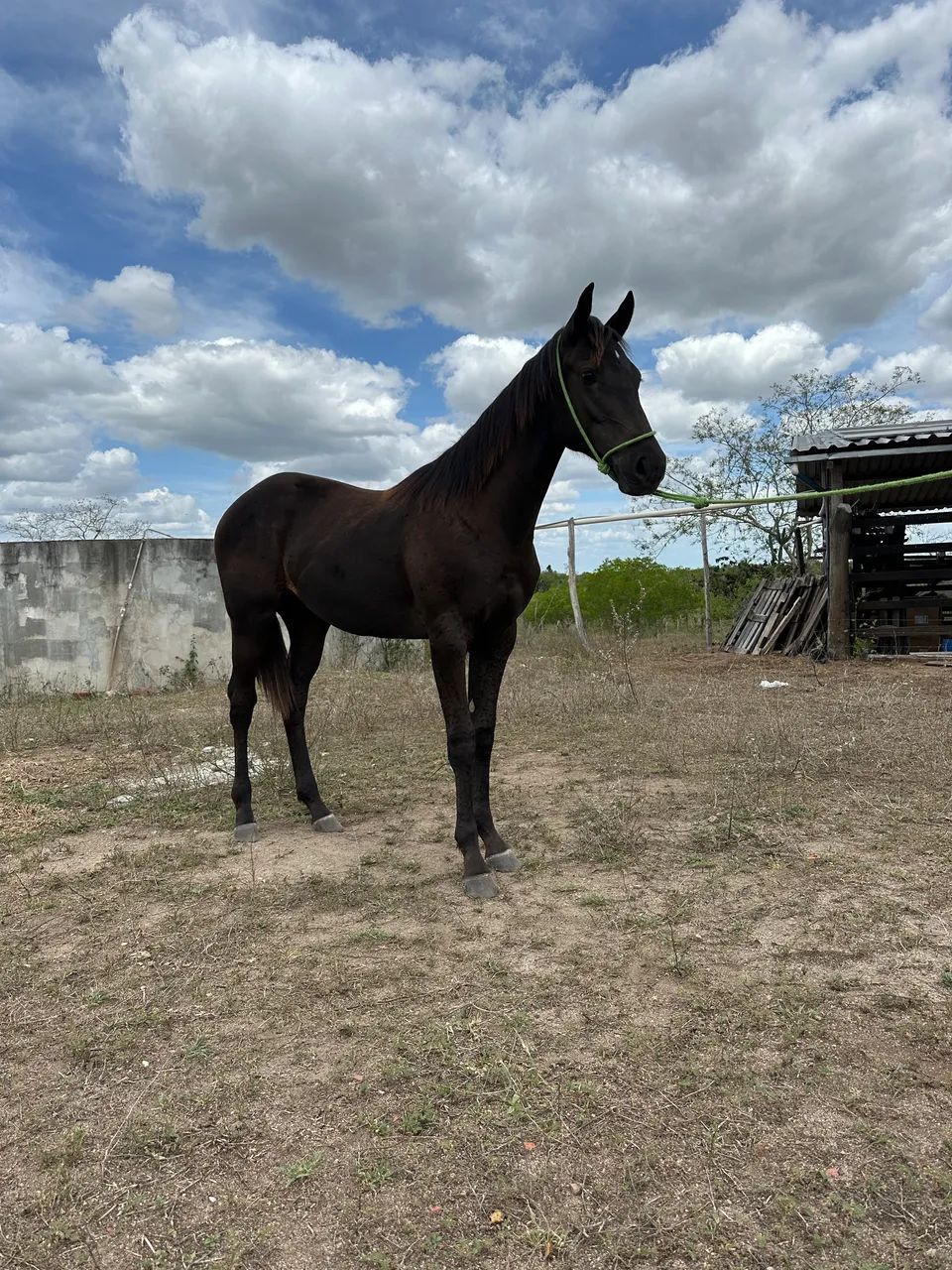 Oportunidade!! Potra QUARTO DE MILHA PRETA registrada  - Foto 3