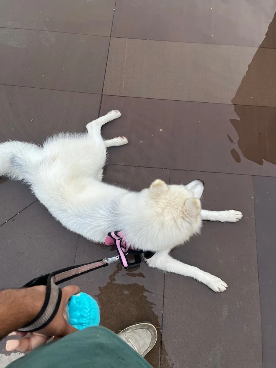 Doa-se Husky Fêmea (leia atentamente a descrição)