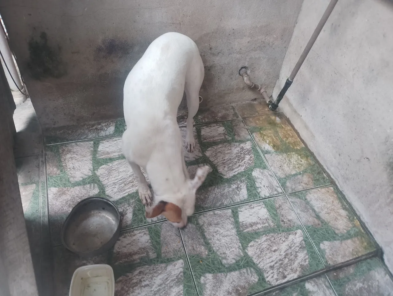 Cão Branco para Adoção