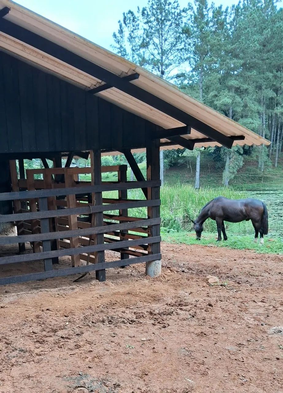 Cavalo crioulo a venda - Foto 5