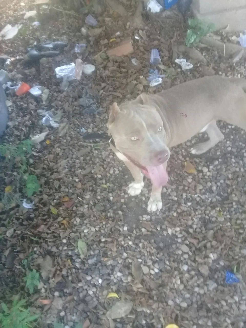 Pitbull 1 ano america buly