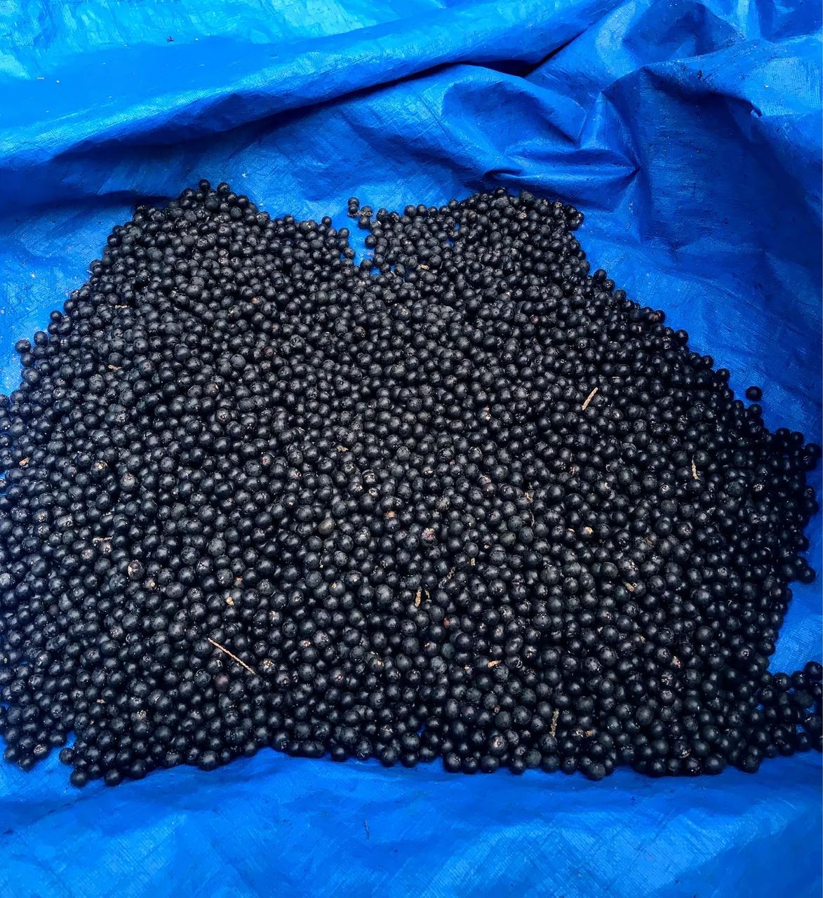 SACA DE AÇAÍ 50kgs | AÇAÍ EM CAROÇO | Brs? Pará - Foto 2