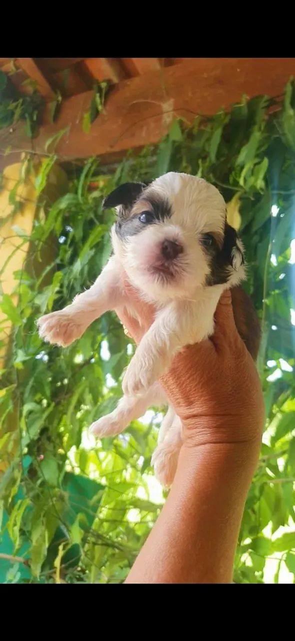 Filhote Shih Tzu machinhos, disponíveis para reserva  cm 30 dias - Foto 2