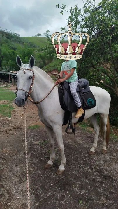 Égua tordilha 8 anos  - Foto 2