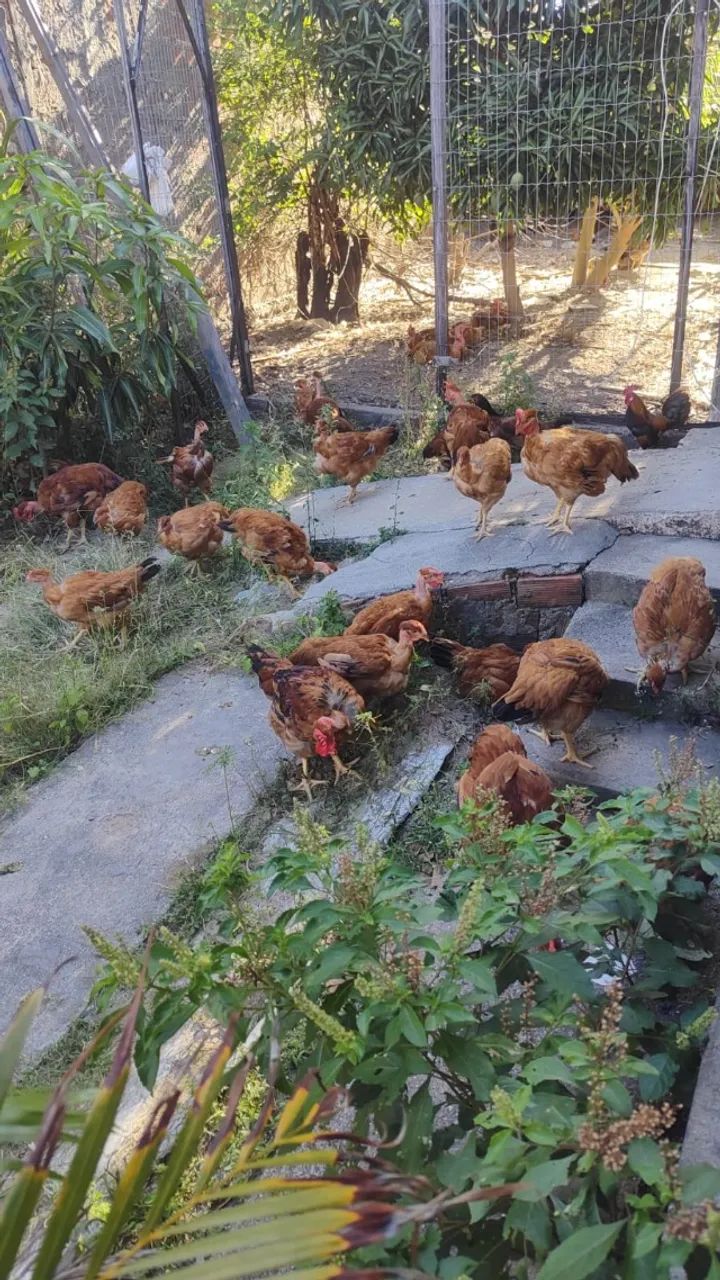 Galinha e ovos de capoeira