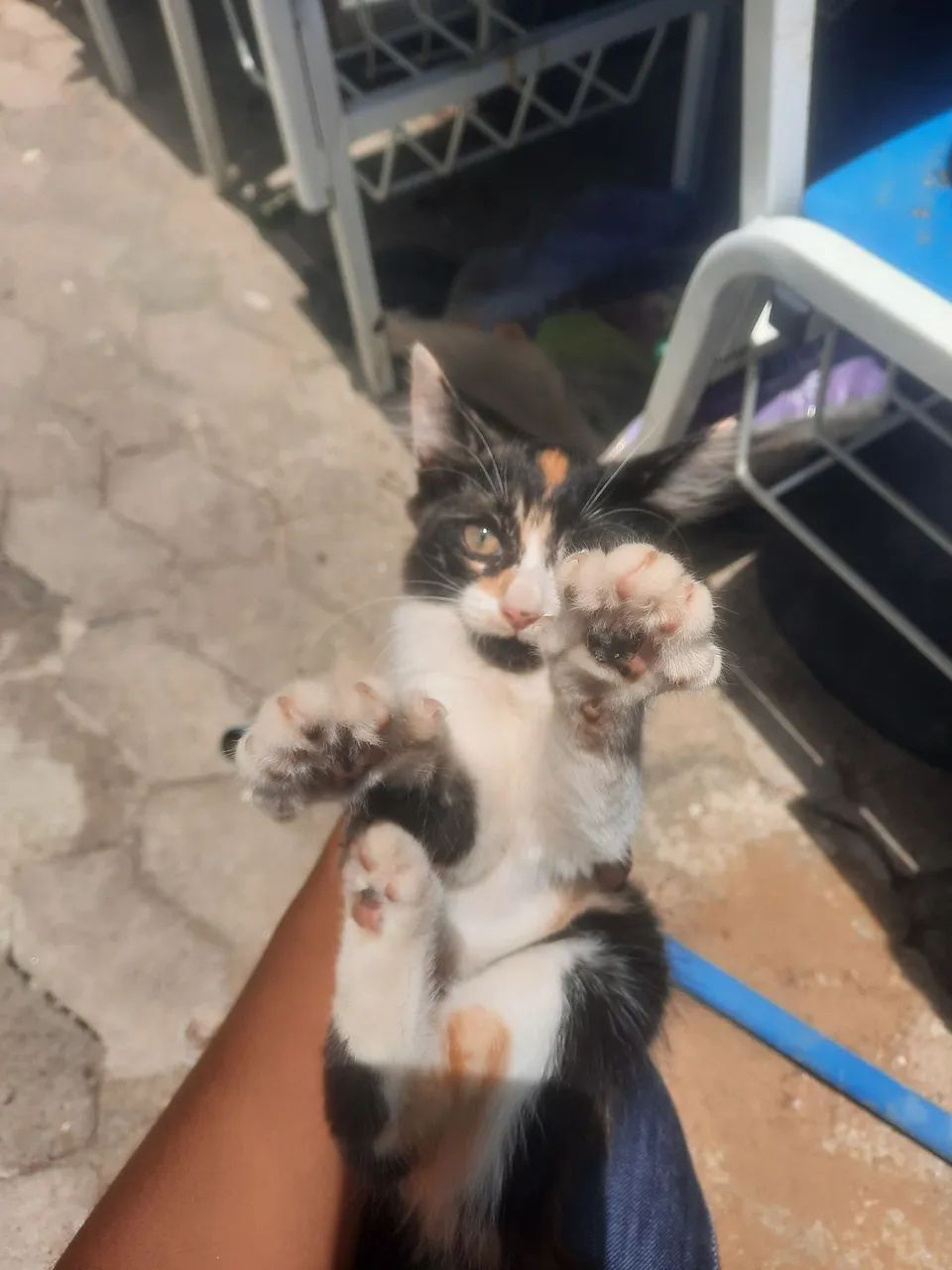 Doação responsável Gatinha filhote  - Foto 3