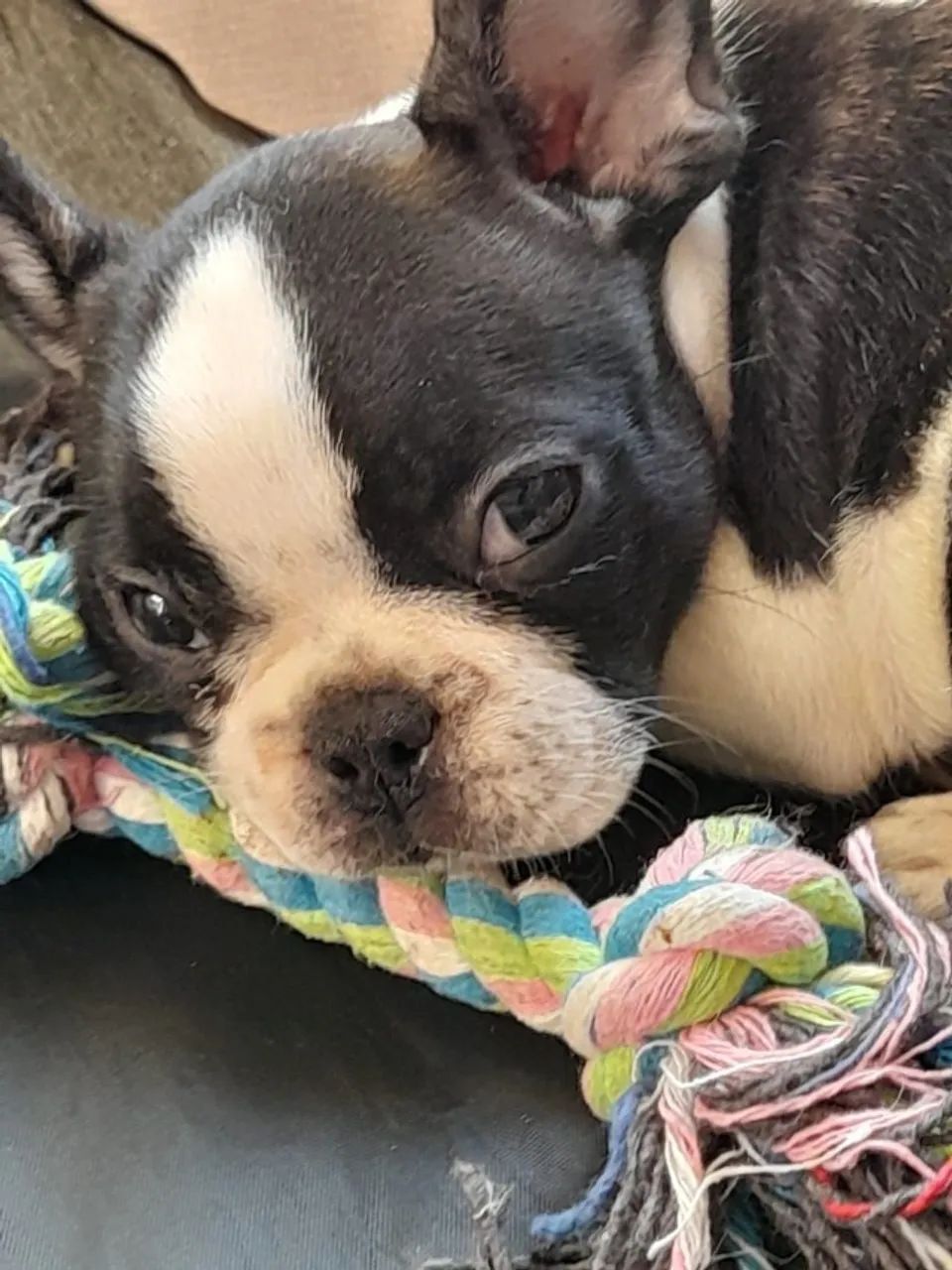 O charme inconfundível do Bulldog Francês - Foto 2