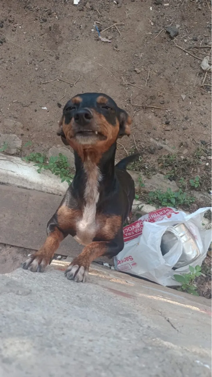 Pinscher Filhote - Fofura Garantida!