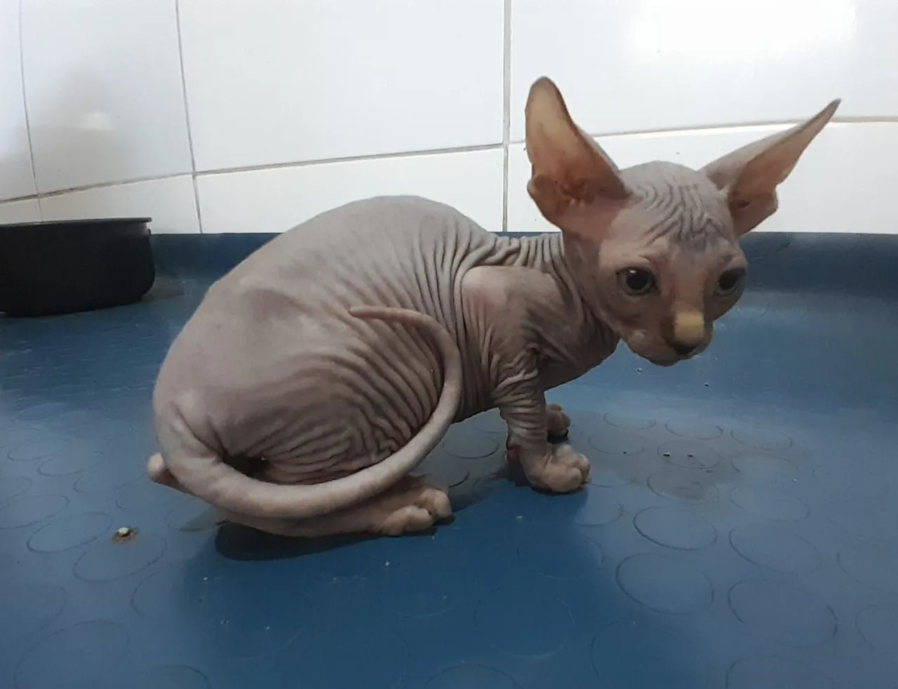 Gatinho Sphynx - Exótico e Carinhoso