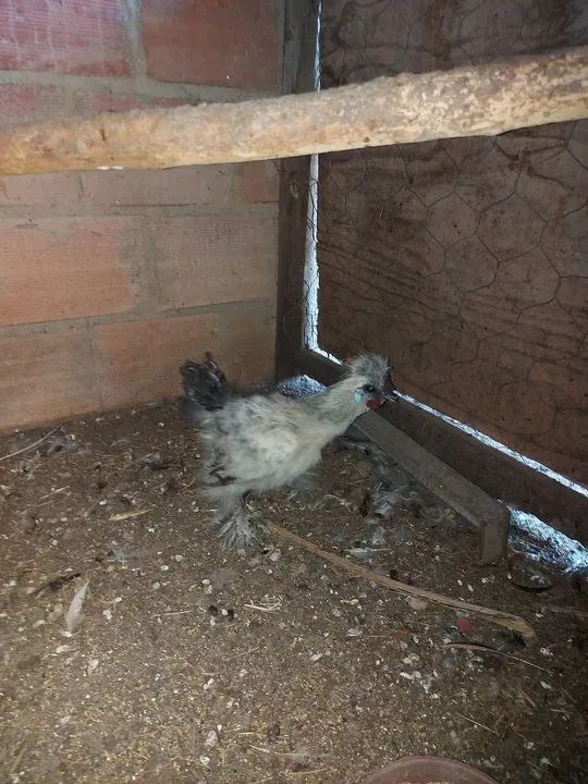 Galinha sedosa do Japão  - Foto 2