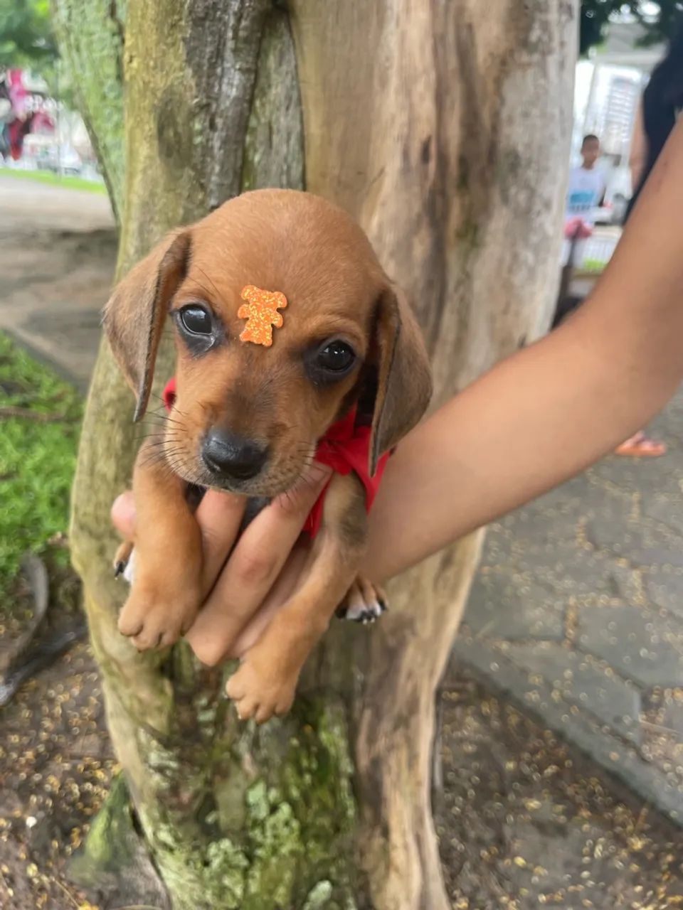 Filhote de Dachshund - Foto 2