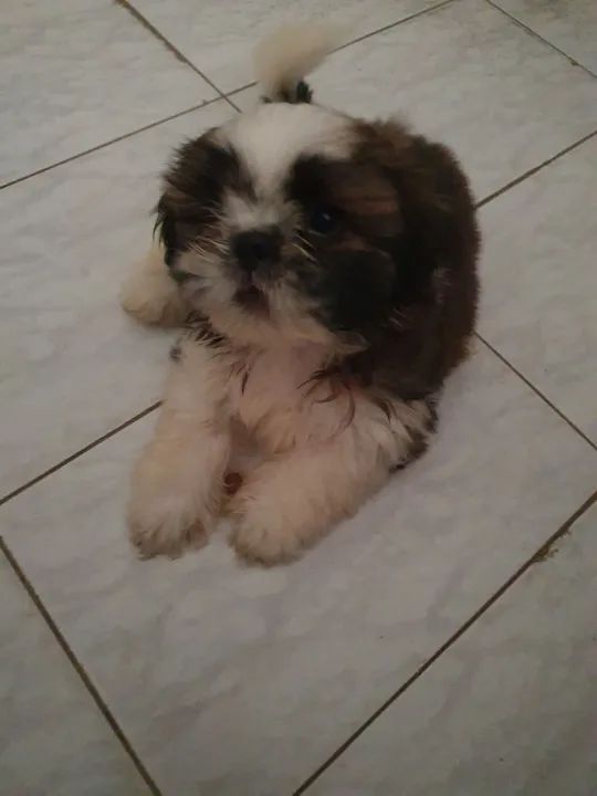 Filhote Shih Tzu com pedigree - Foto 5