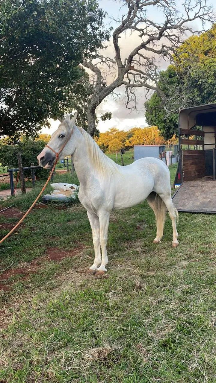 Doma e correção equino, doma racional sem malstrado e estresse ao animal