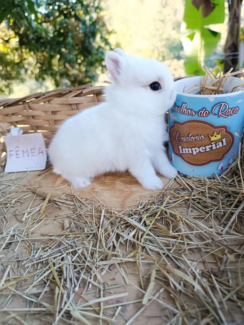 Coelhos PET - MINI, ANOES E GIGANTES - Foto 6
