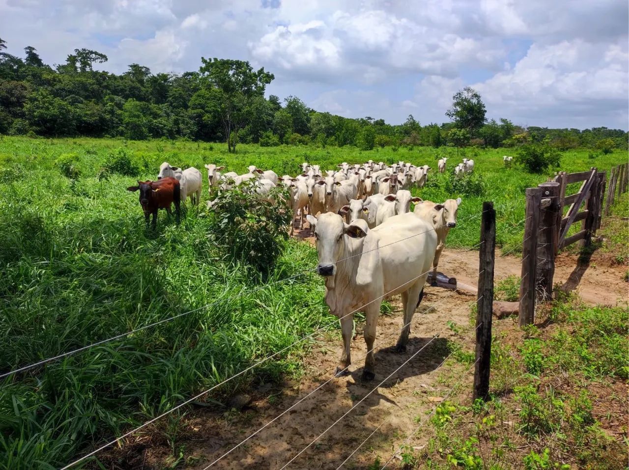 FAZENDA EM SANTA MARIA/PA