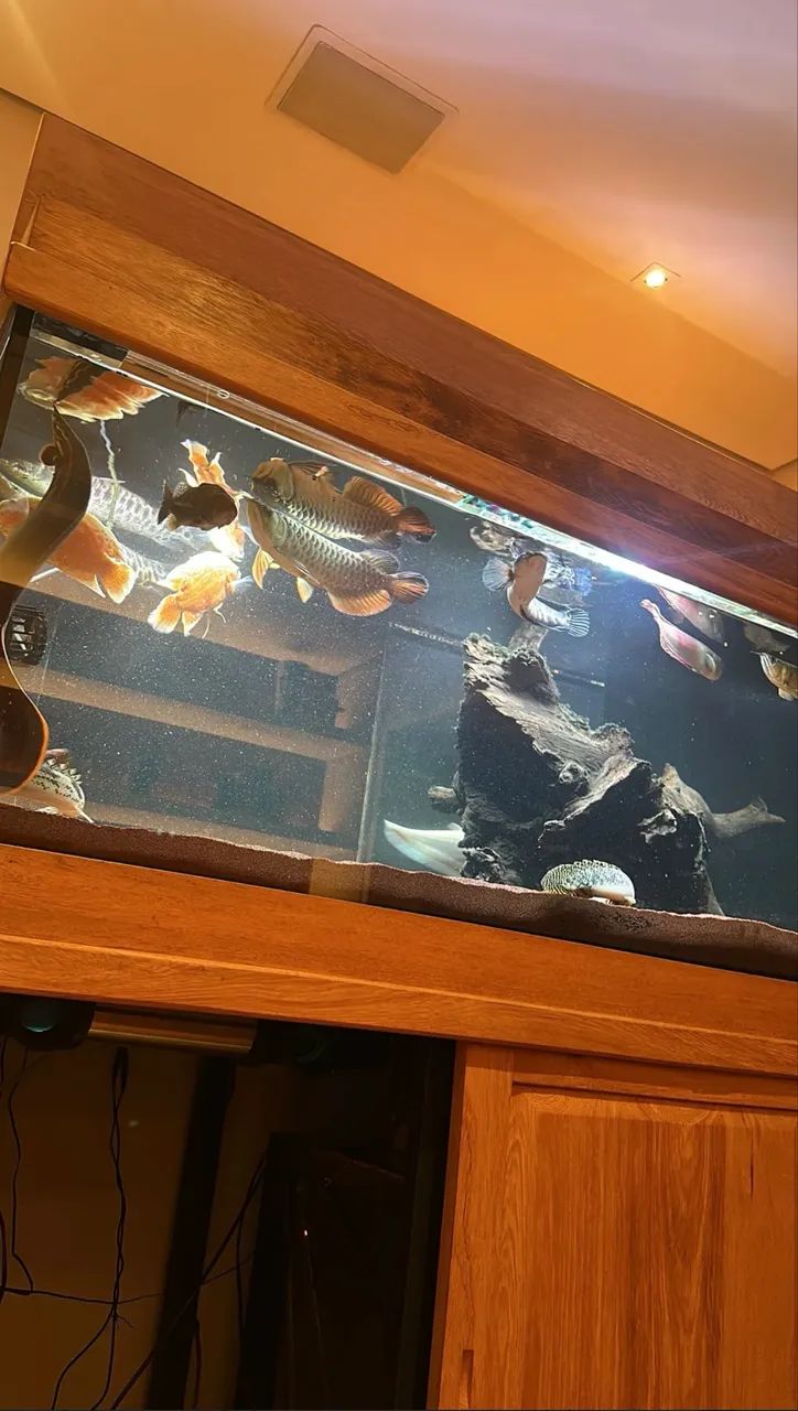 Aquário Jumbo 1.100 Litros Franco Aquarismo  - Foto 6